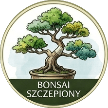 Bonsai szczepiony