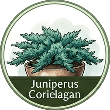 Juniperus Corielagan
