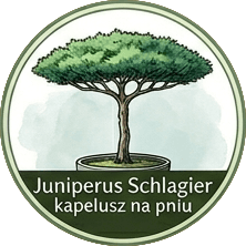 Juniperus Schlagier kapelusz na pniu