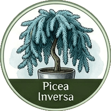 Picea Inversa
