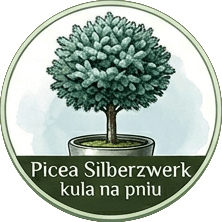 Picea Silberzwerk kula na pniu