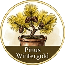 Pinus Wintergold