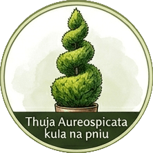Thuja Aureospicata spirala